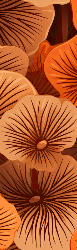 Bookmark 16