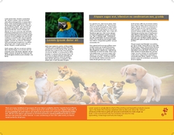 Brochure-18